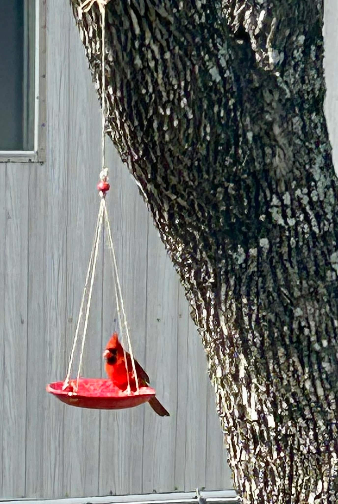 Cardinal visiting a handmade hanging feeder